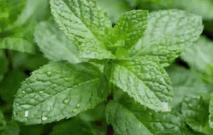 Aceite de