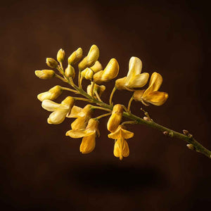 Quercetina 150mg